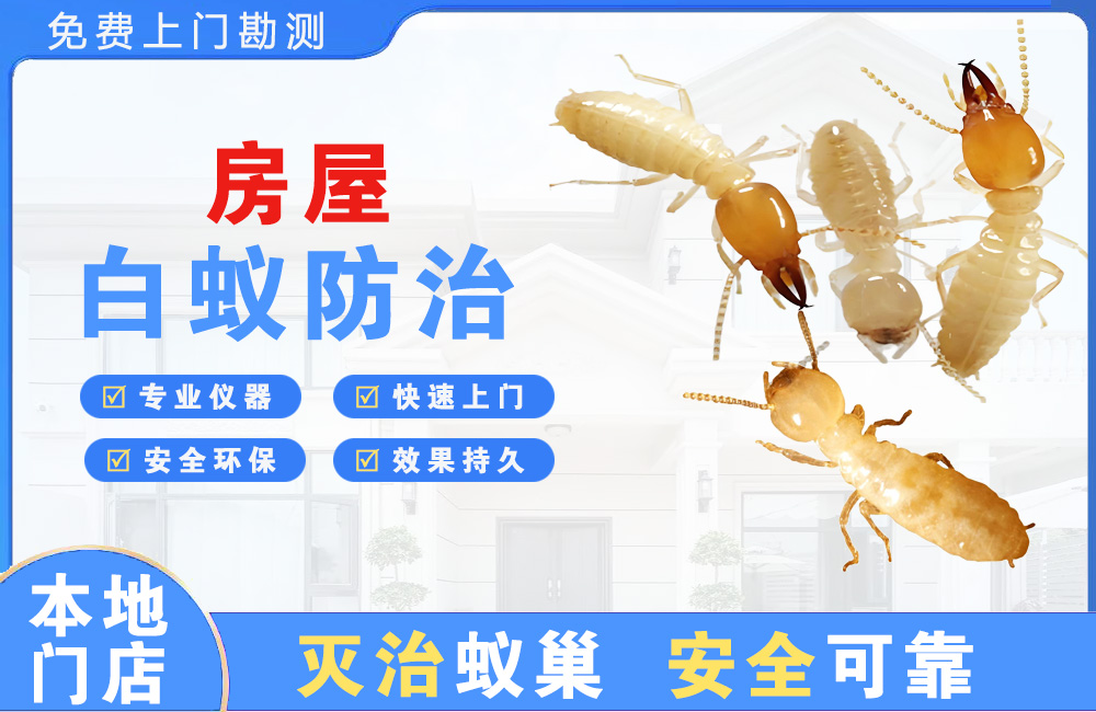 厦门房屋白蚁防治